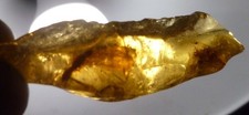 Beautiful Winged Ant Menagerie in Dominican Amber Fossil Large 13.2 grams picture