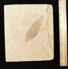 NICE 50 Million Year Old LEAF FOSSIL 100% Natural From Wyoming 380gr picture