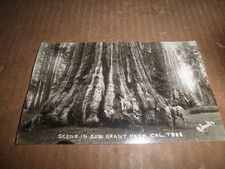 Old original Scene in General Grant Park, Cal. Tree 1920's picture