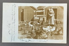 rppc Painesvill OH 1906 stern woman feeding chickens hound dog Jolly Joker club picture