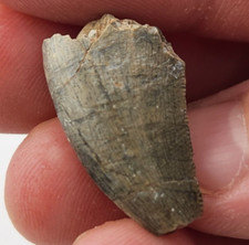 Megalosaurid (Afrovenator?) 0.96