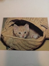 Vintage 1983 Dover Postcard Adorable Orange Tabby Kitten in Wicker Basket picture