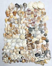 Assorted Natural Sea Shells & Pieces Estate Lot of 240 Small Medium Crafts picture