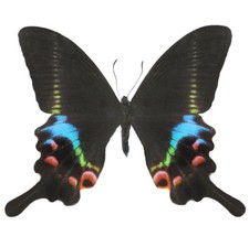 Papilio krishna blue green pink swallowtail butterfly Vietnam wings closed picture
