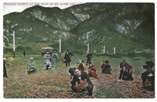 California c1907 men and women picking poppy flowers, foot of Mt. Lowe picture