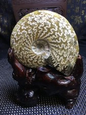 1.01LB Natural ammonite fossil conch Crystal specimen healing decor+Stand picture