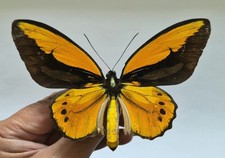 ORNITHOPTERA CROESUS SSP. A-  NEW ARRIVAL. MOUNTED RIKER FRAMED  picture