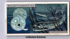 1926 Wills's Do You Know Tobacco Card #37 Phosphorescence picture