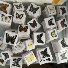 30 Assorted Real Butterfly Specimens Spread Wing PVC Packed A1-A- Grade picture