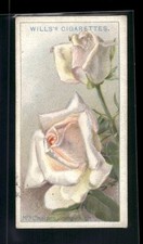 1926 Wills's Roses #37 Mrs. Charles Lamplough picture