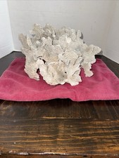 Large Natural Coral Skeleton Reef Cluster Fossil Look Stone Decor ~10 1/2” picture