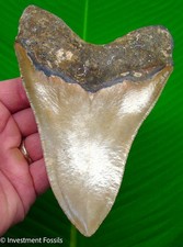 MEGALODON SHARK TOOTH  5.76” Real Fossil  ULTRA SERRATED - NO Restorations picture