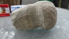 Archaic Period Native American Stone Axe Maul Head From Iowa Over 3,000 Yrs Old picture