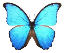 LOT OF 5 MORPHO DIDIUS A- GOOD CONDITION UNMOUNTED. REAL BUTTERFLY. BLUE MORPHO picture