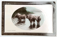Antique Rotograph Real Photograph Postcard Bromide Paper RPPC Highland Cattle picture