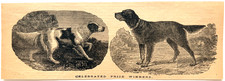 1879 English & Setter Advertisement Victorian Wood Engraving Bench Show Winners picture