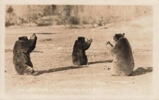 RPPC Three Bears Begging Indian Head NH 1926 E.D. Putnam Real Photo Postcard picture