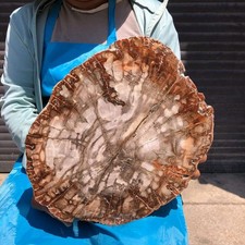 11.02LB Natural Petrified Wood Crystal Fossil Slice Shape Specimen Healing 6390 picture