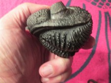 Beautiful enrolled drotops trilobite -large -pristine example picture