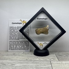 Camelops Prehistoric Ice Age Toe Bone Fossil in Display Case picture