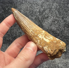 Spinosaurus Dinosaur Tooth Fossil – Large 105mm Specimen – Morocco ✅ picture