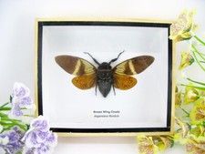 Brown Wing Cicada - Angamiana floridula - Real Giant Cicade in 3D Display Case picture