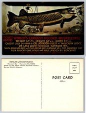 Standard World's Largest Muskie Moccasin Bar Hayward Wisconsin Postcard picture