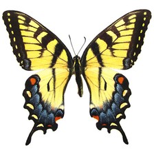 Papilio glaucus FEMALE yellow black striped swallowtail Indiana UNMOUNTED picture