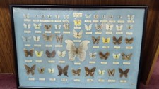LARGE Antique Vintage Taiwan Framed Real Butterfly Art Collection - 50 Species picture