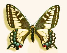PAPILIO ZELICAON ZELICAON