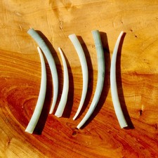 6pcs XL Dentalium Shells 2.25