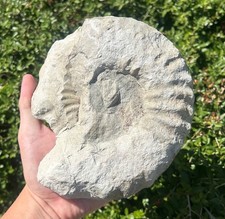 Ammonite Fossil Mortoniceras Texas BIG 7.15” Cretaceous Age Shell picture