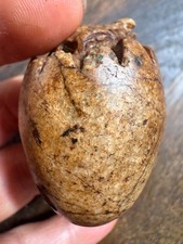Old Hand Carved Jade Egg Hatching Creature Calcified Antique Stone Estate picture