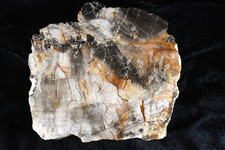 Arizona Petrified Wood Polished Display Specimen 5