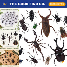 14Pcs Assorted Real Insect Specimens - Preserved Taxidermy Bug Collection picture