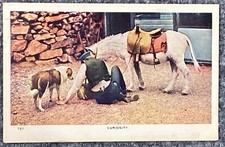Vintage Postcard 1909 Horse Dog Curiosity Williamson Haffner Posted picture