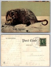 Billy Possum American Opossum Animal K Gut New York Postcard picture