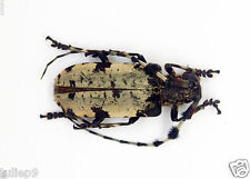 Cerambycidae - Longhorn - Aristobia Voeto (39mm) -  Xhiang Khuang, Laos (AV39)  picture