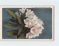 Mountain Rhododendron In Bloom T-311015 picture