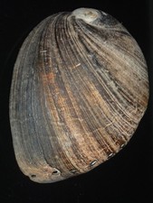 620 Haliotis holzneri 146.2mm TOP GRADING IMPORTANT NATURAL SEASHELL RARE BEAUTY picture