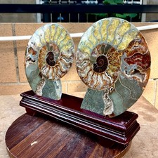 6.34LB Natural conch slice a pair Sea Conch Crystal Specimen Slice Healing picture