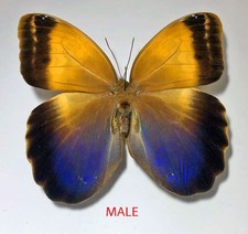 Brassolidae CALIGO ARISBE ssp.ARISBE***male****Brazil,Parana(papered) picture