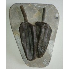 EXTINCTION- Cupressocrinus CRINOID FOSSIL  - TOP QUALITY picture