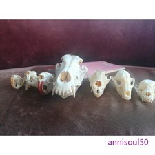 8pcs Animal Skull Bone Specimen Set Bleached Skeleton Drawing Collectible Decor picture