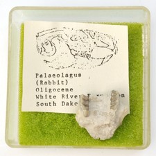 Palaeolagus Rabbit Maxilla Fossil - White River - Brule Fm. - South Dakota picture