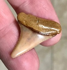 RARE,SWEET & BEAUTIFUL - PERUVIAN - GREAT WHITE SHARKTOOTH FOSSIL picture