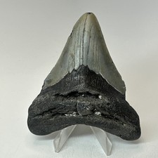 Megalodon Shark Tooth 3.88 Inch - Amazing - Authentic Fossil - Carolina 20300 picture