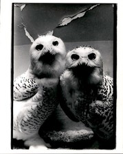 LG46 1969 Original Photo SNOW OWLS Birds Beautiful Feathers Large Piercing Eyes picture