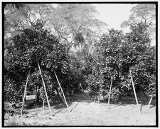Photo:Florida Orange Grove 1904 Orange Orchards Fruit Trees picture