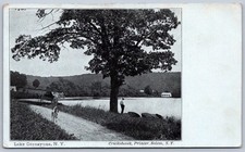 K50/ Lake Cossayuna New York Postcard c1910 Pet Dog Walkway Shore 464 picture